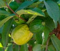 Common guava tropical plant with tasty aromatic fruits growing near Paphos, Cyprus Royalty Free Stock Photo