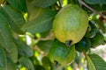 Common guava tropical plant with tasty aromatic fruits growing near Paphos, Cyprus Royalty Free Stock Photo