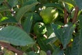 Common guava tropical plant with tasty aromatic fruits growing near Paphos, Cyprus Royalty Free Stock Photo