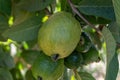 Common guava tropical plant with tasty aromatic fruits growing near Paphos, Cyprus Royalty Free Stock Photo