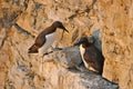 Common Guillemot Royalty Free Stock Photo