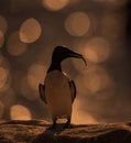A guillemot with a fish in its beak against the sunset along the Irish coast Royalty Free Stock Photo