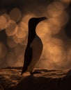 A guillemot with a fish in its beak against the sunset along the Irish coast Royalty Free Stock Photo