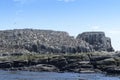 Common guillemot breeding colony on rock in ocean Royalty Free Stock Photo