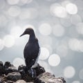 Common guillemot Royalty Free Stock Photo