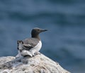 Common Guillemot on Inner Farne Royalty Free Stock Photo