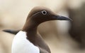 Common Guillemot on Inner Farne Royalty Free Stock Photo