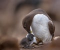 Common guillemot nursing chick