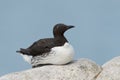 Common Guillemot