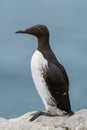 Common Guillemot