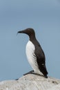 Common Guillemot