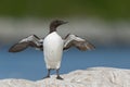 Common Guillemot