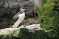 Common guillemot