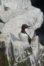 Common guillemot (Uria aalgae) in Hellnar cliffs, Iceland