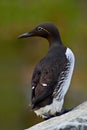 Common Guillemot, Uria aalge, Arctic black and white cute bird sitting on the rock, nature habitat, Iceland. Auks on the rock. Sea Royalty Free Stock Photo