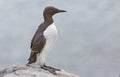 Common guillemot, Uria aalge