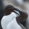 Common guillemot, Uria aalge Royalty Free Stock Photo