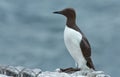 Common guillemot, Uria aalge