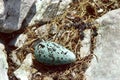 COMMON GUILLEMOT uria aalge, EGG ON NEST, SCOTLAND Royalty Free Stock Photo