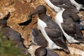 Common Guillemot - Uria aalge with chick. Royalty Free Stock Photo