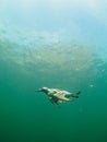 Common guillemot, Uria aalge. St Abb\'s Head & Eyemouth. Diving, Scotland