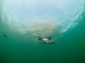 Common guillemot, Uria aalge. St Abb\'s Head & Eyemouth. Diving, Scotland Royalty Free Stock Photo