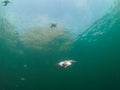 Common guillemot, Uria aalge. St Abb\'s Head & Eyemouth. Diving, Scotland Royalty Free Stock Photo