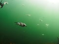 Common guillemot, Uria aalge. St Abb\'s Head & Eyemouth. Diving, Scotland