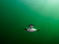 Common guillemot, Uria aalge. St Abb\'s Head & Eyemouth. Diving, Scotland