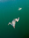 Common guillemot, Uria aalge. St Abb\'s Head & Eyemouth. Diving, Scotland