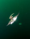 Common guillemot, Uria aalge. St Abb\'s Head & Eyemouth. Diving, Scotland