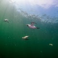 Common guillemot, Uria aalge. St Abb\'s Head & Eyemouth. Diving, Scotland Royalty Free Stock Photo