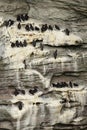 Common guillemots nesting on the cliffs Royalty Free Stock Photo