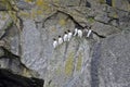 Common guillemots Royalty Free Stock Photo