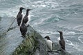 Common guillemots, Uria aalge on the rocks Royalty Free Stock Photo