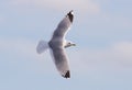 Common Gull Royalty Free Stock Photo