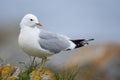 Common gull Royalty Free Stock Photo