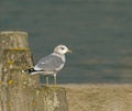 Common Gull Royalty Free Stock Photo