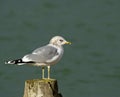 Common Gull