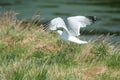 Common gull