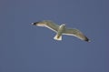 Common gull Royalty Free Stock Photo