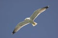 Common gull Royalty Free Stock Photo