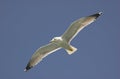 Common gull