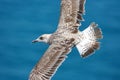 Common Gull Royalty Free Stock Photo