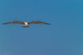 Common gull against a blue sky on a sunny day Royalty Free Stock Photo