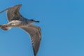 Common gull against a blue sky on a sunny day Royalty Free Stock Photo