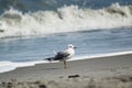 Common gull

Bird on beach with wave crashing Royalty Free Stock Photo