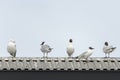 Common gull and Black-headed gulls on roof Royalty Free Stock Photo