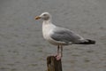 Common Gull at Burgh Castle Marina