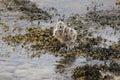 A Common Gull fledgling (larcus canus), Sound of Islay, Isle of Jura, Scotland